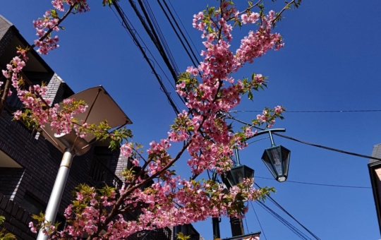 ☆春見つけた♪～八幡山☆