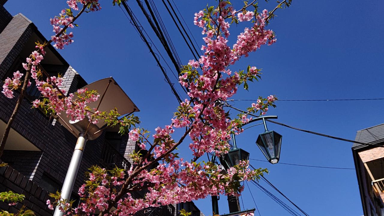 ☆春見つけた♪～八幡山☆