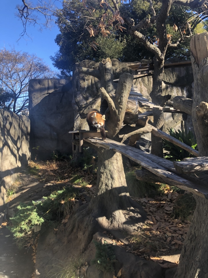 横浜の中心にある入園無料の動物園♪（野毛山動物園）