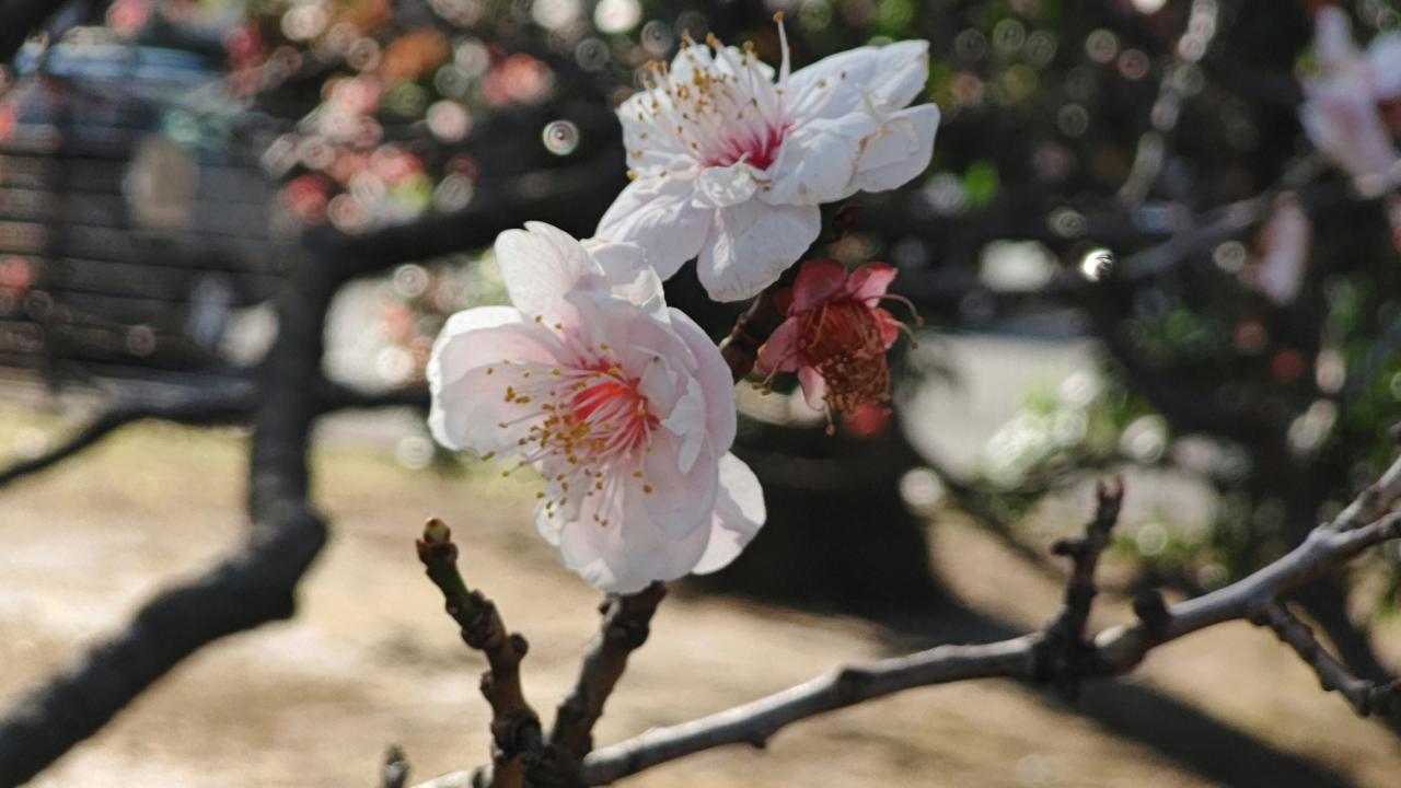 ☆おすすめスポット～羽根木公園～羽根木☆