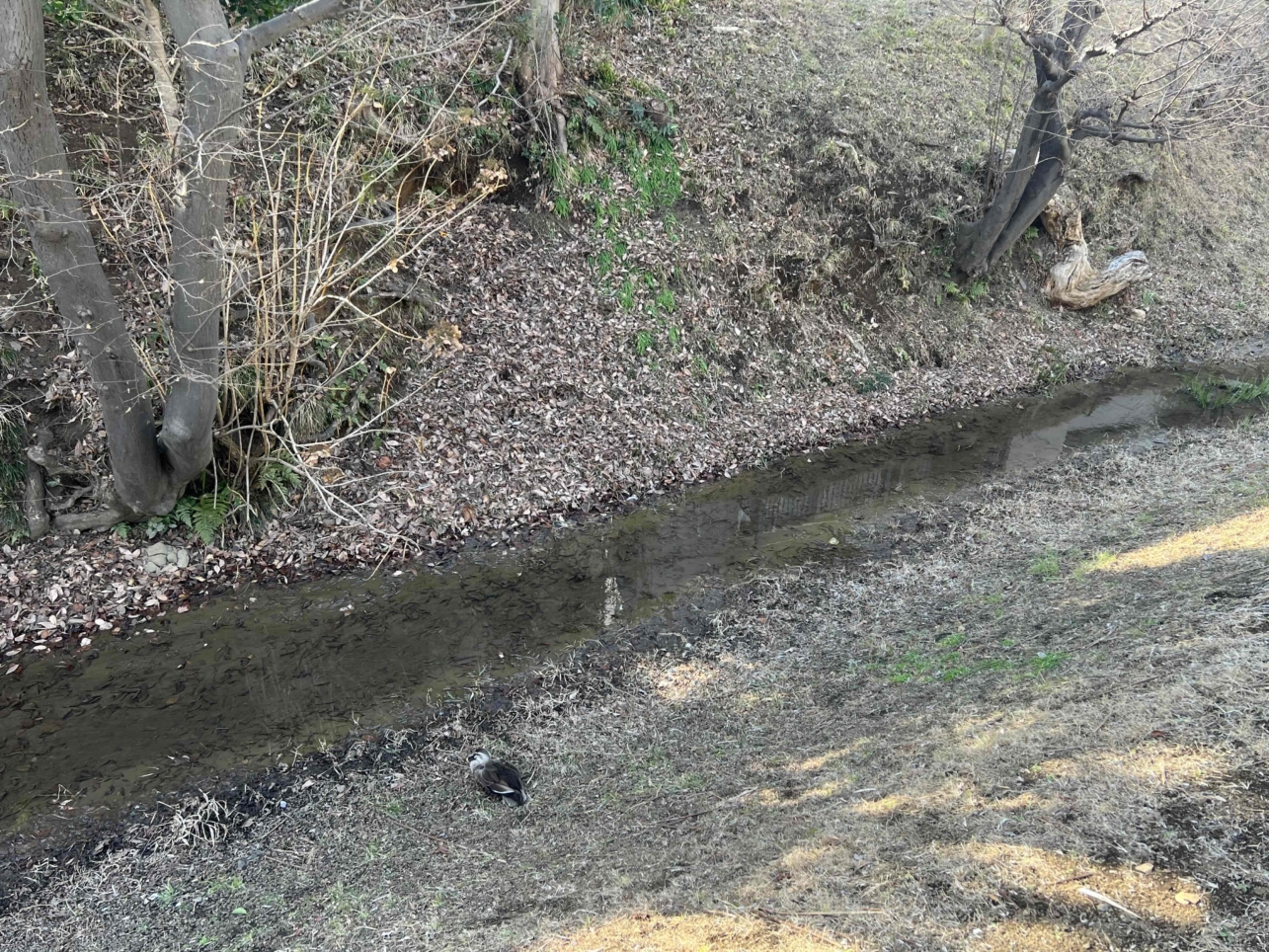 ☆玉川上水跡に鴨がいるカモ☆（笹塚エリア）