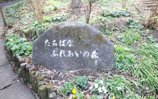 たちばなふれあいの森（高津区野川）