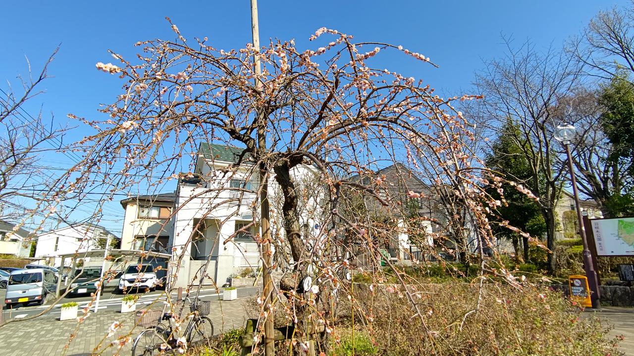 ☆おすすめスポット～羽根木公園～羽根木☆