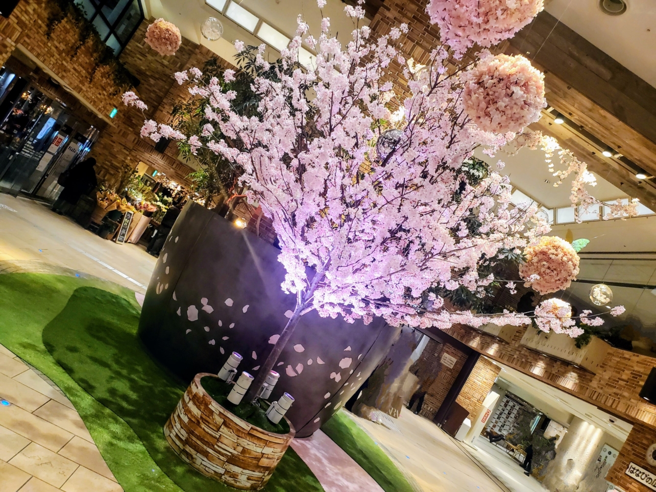 桜の開花はいつ？