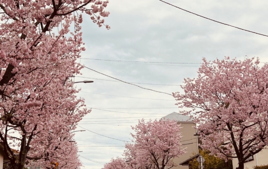 横浜は綺麗な桜並木が至る所にあります。
