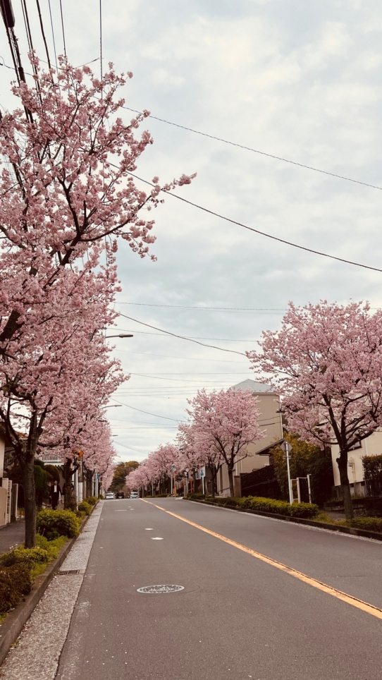 横浜は綺麗な桜並木が至る所にあります。