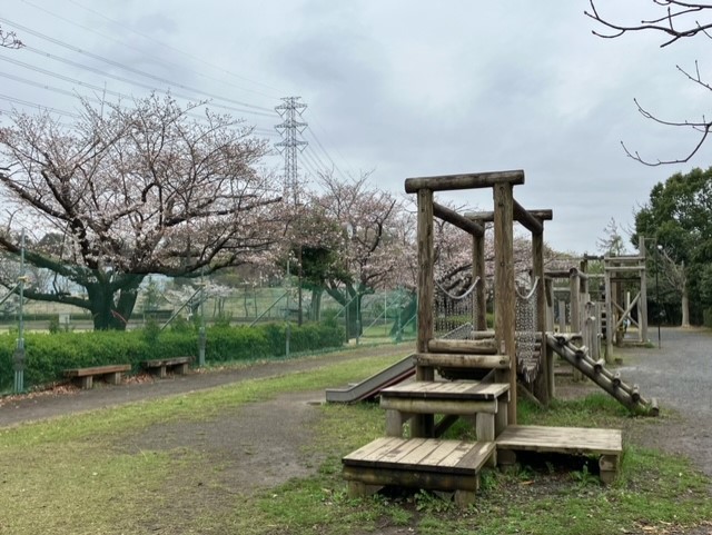 桜の季節１