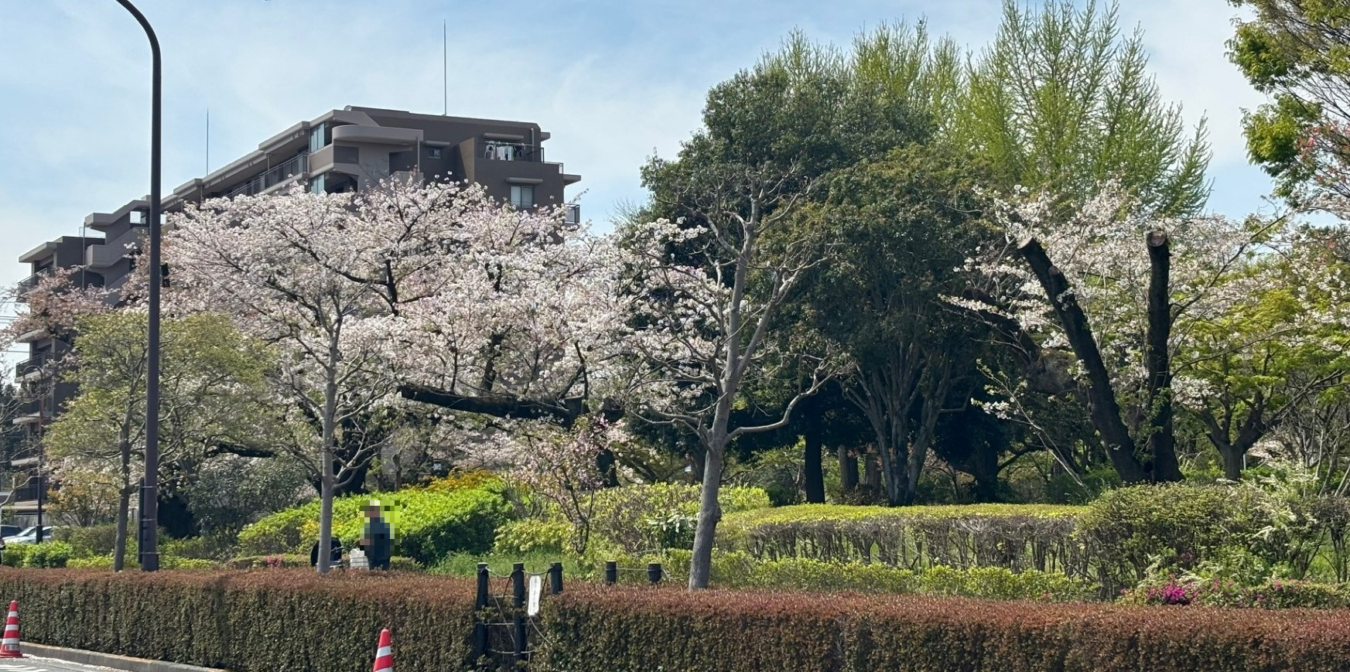 桜まだ咲いてます！