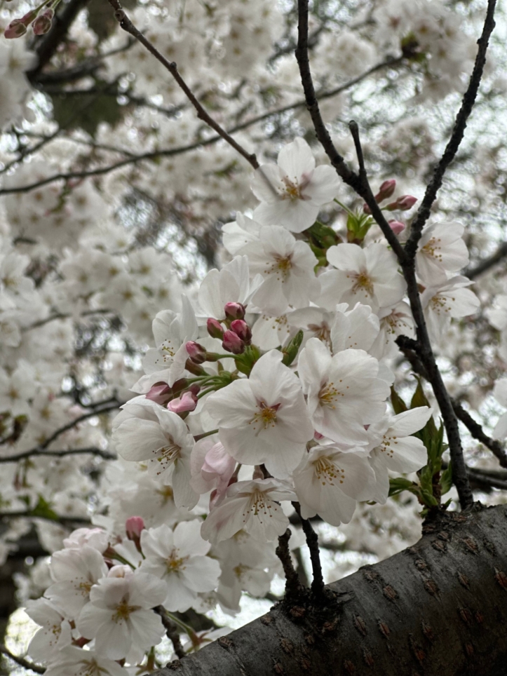 花より団子？！