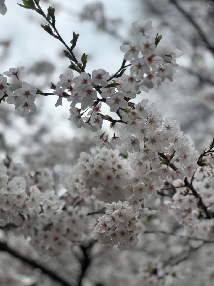 花より団子？！