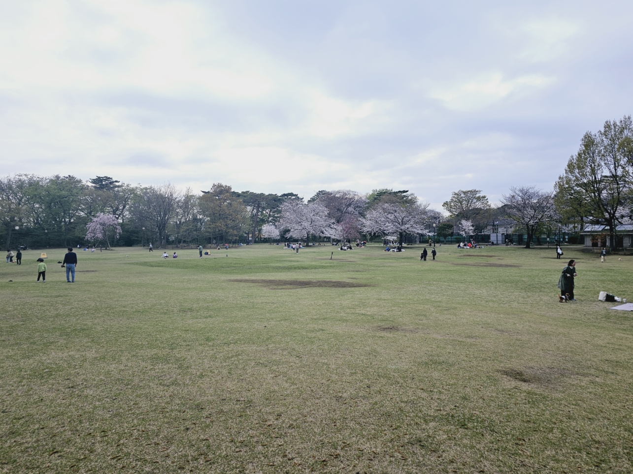 桜満開(柏の宮公園)