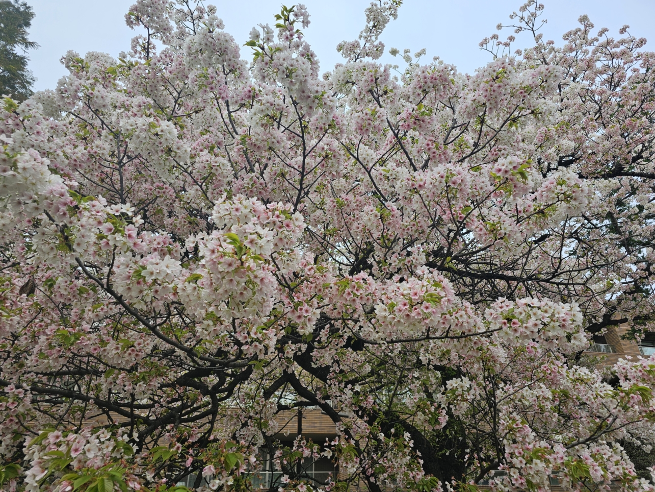 桜満開(柏の宮公園)