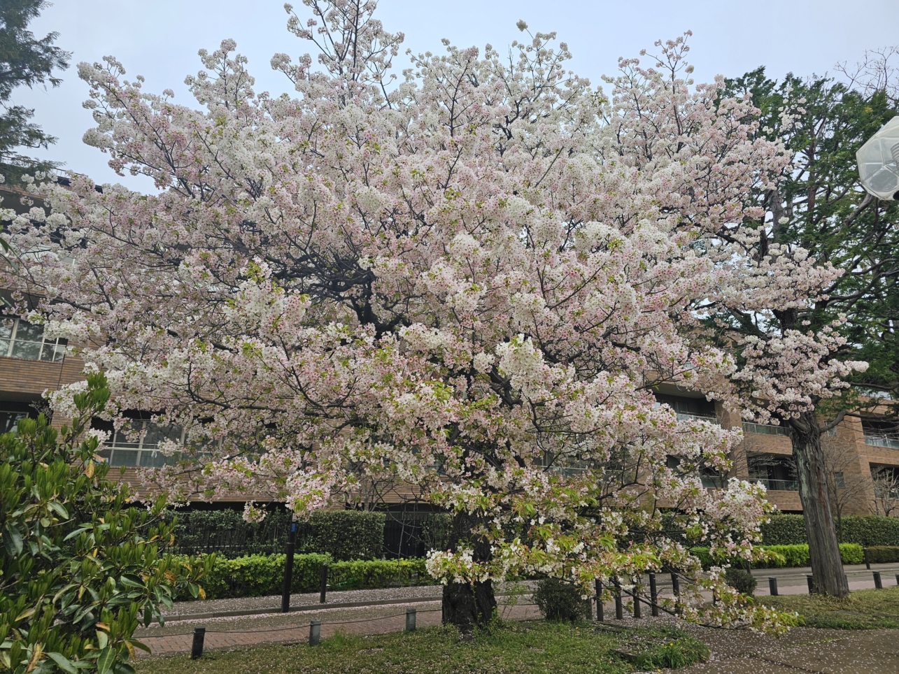 桜満開(柏の宮公園)