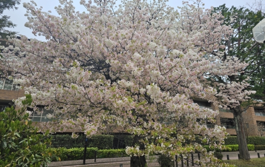 桜満開(柏の宮公園)