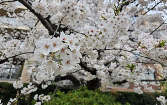 桜　櫻　🌸　cherry Blossoms