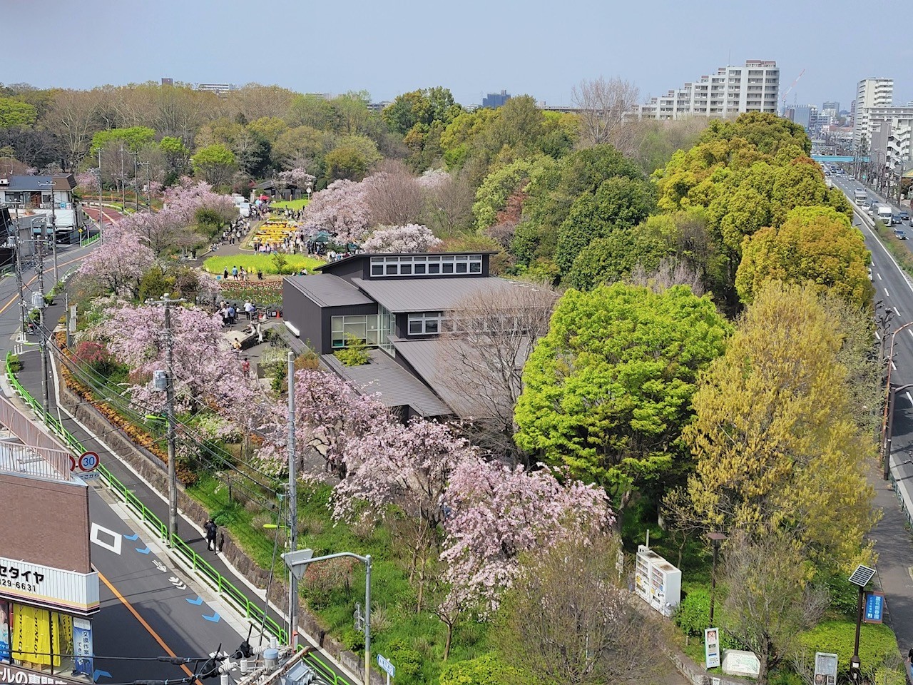 春の芦花公園☆