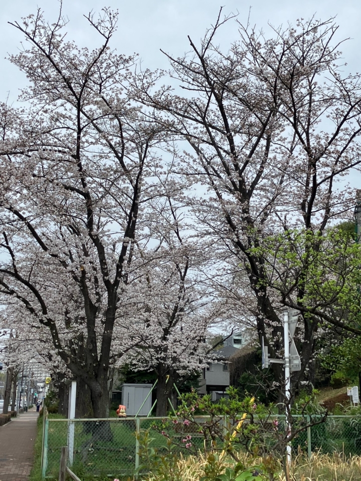 桜の季節３