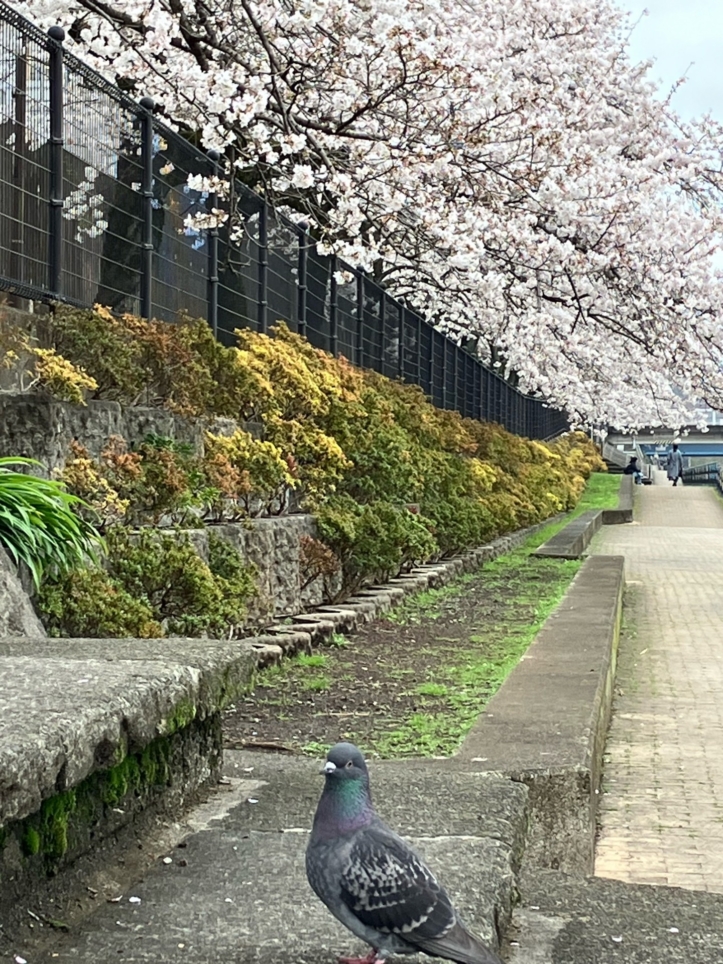 桜の季節４