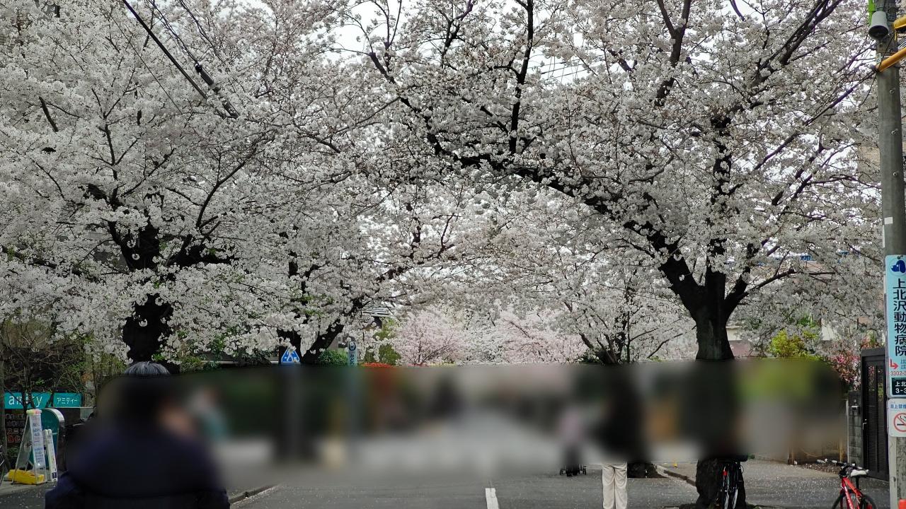 桜満開～♪