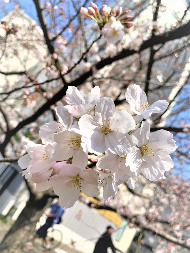 約150本が咲く桜並木