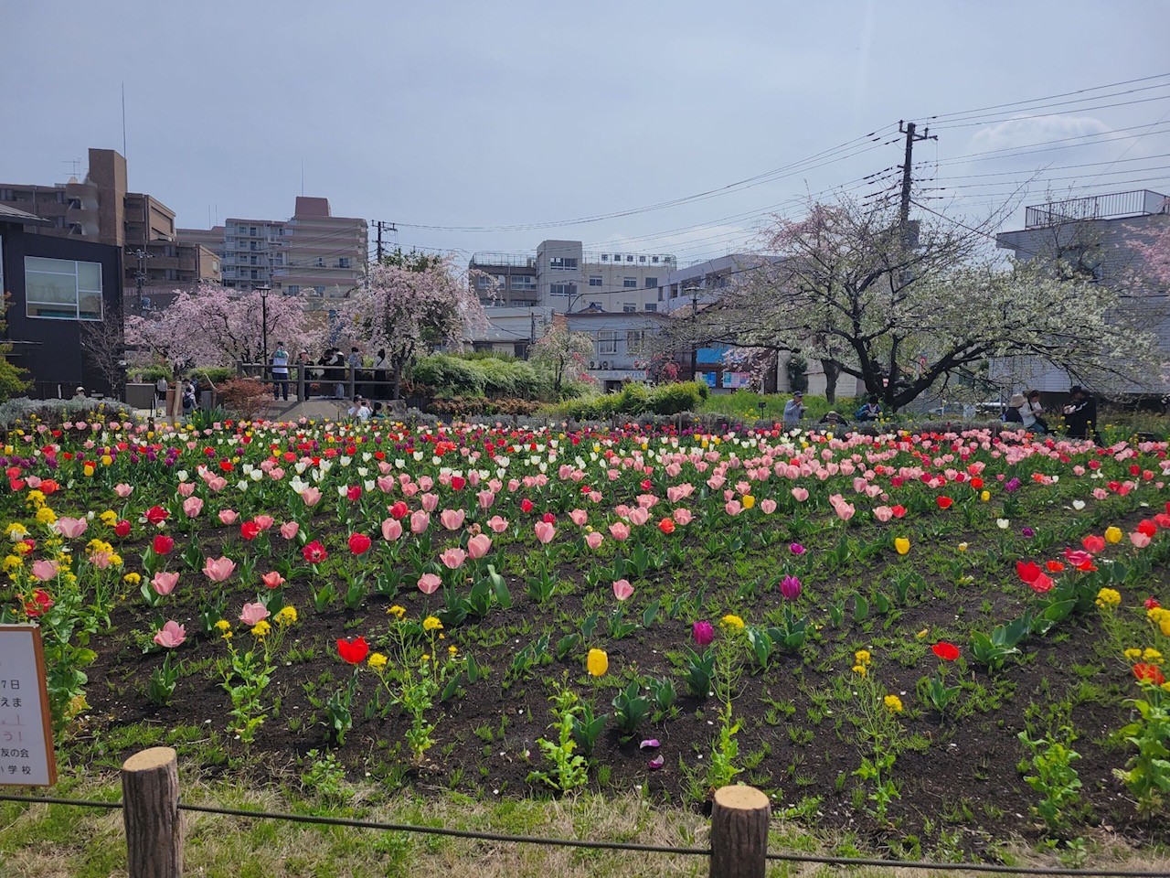 春の芦花公園☆