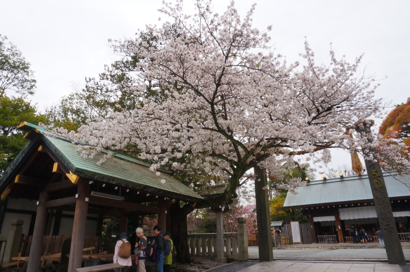人生儀礼の晴れ舞台としても重宝される『伊勢山皇大神宮』桜が門出を祝ってくれそうです
