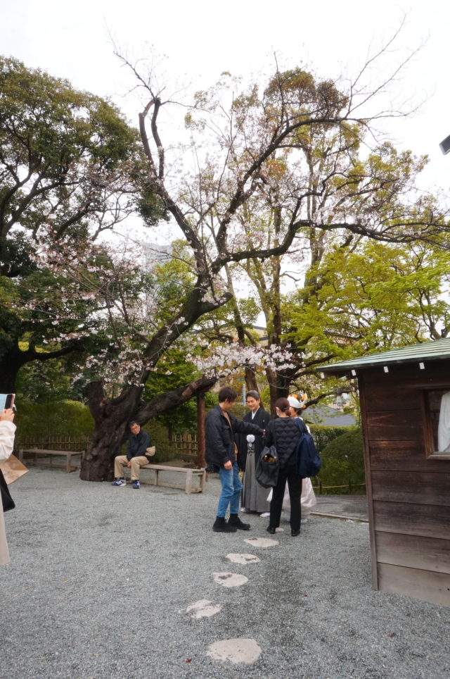 人生儀礼の晴れ舞台としても重宝される『伊勢山皇大神宮』桜が門出を祝ってくれそうです