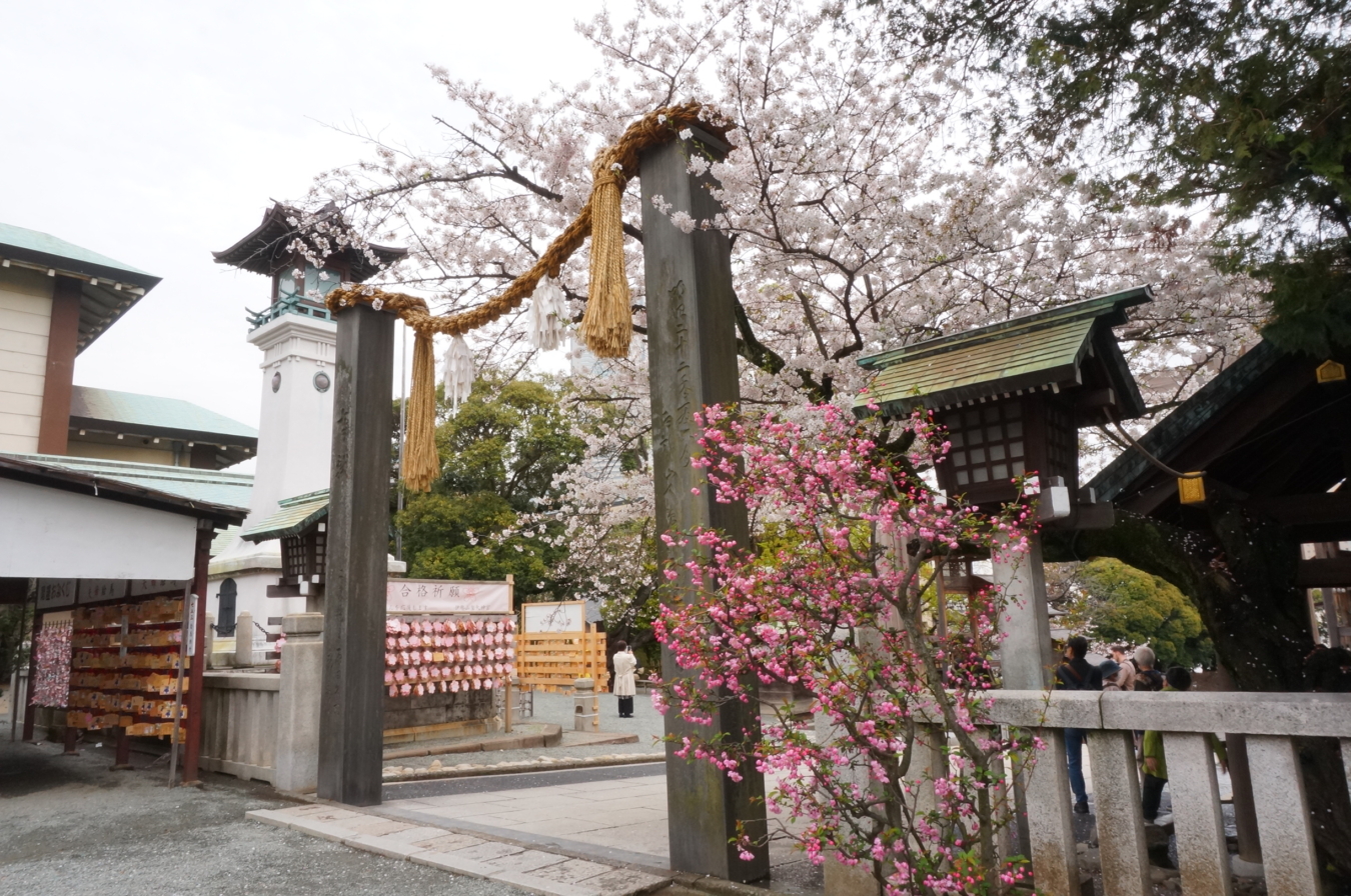 人生儀礼の晴れ舞台としても重宝される『伊勢山皇大神宮』桜が門出を祝ってくれそうです