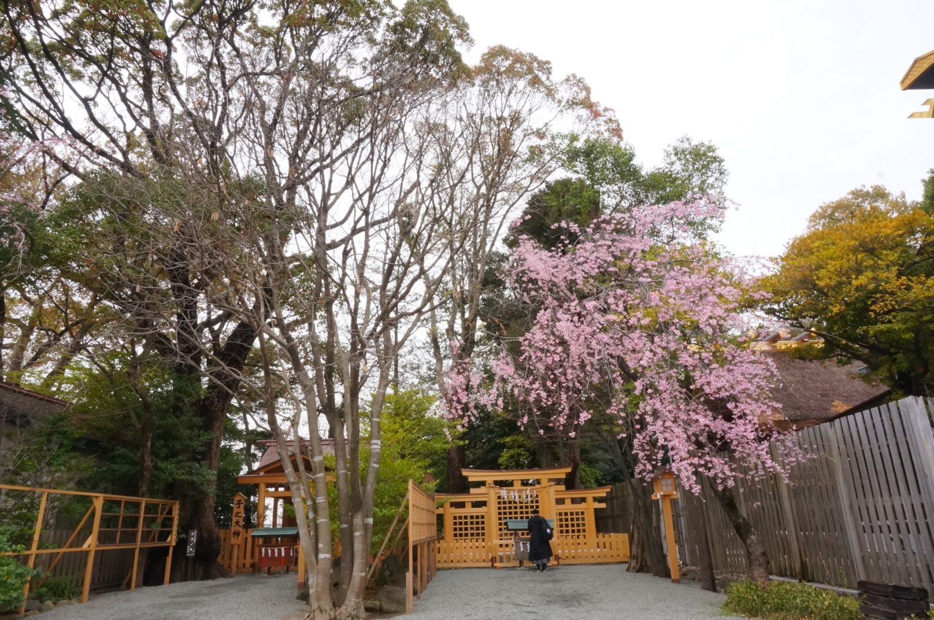 人生儀礼の晴れ舞台としても重宝される『伊勢山皇大神宮』桜が門出を祝ってくれそうです