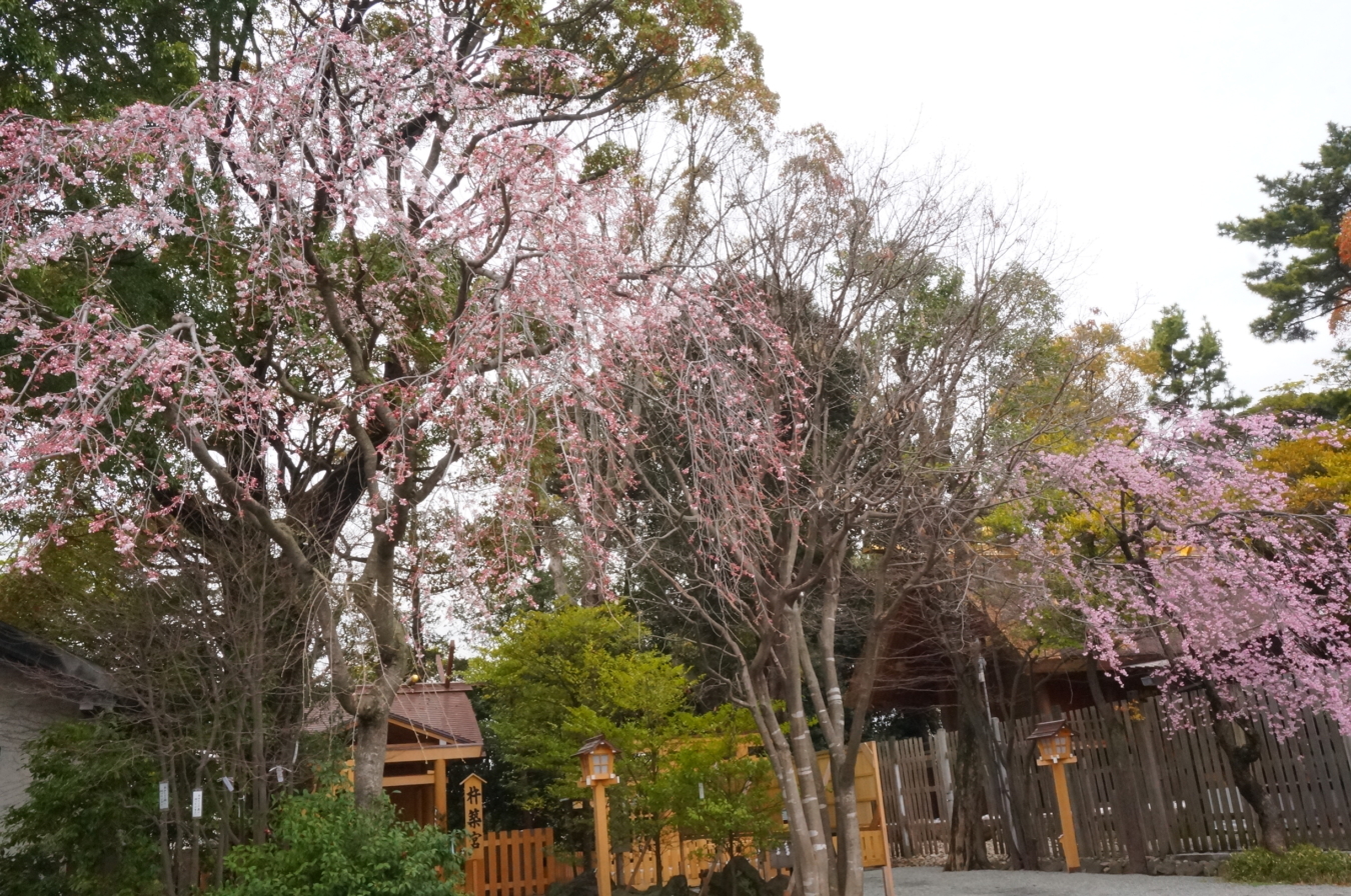 人生儀礼の晴れ舞台としても重宝される『伊勢山皇大神宮』桜が門出を祝ってくれそうです