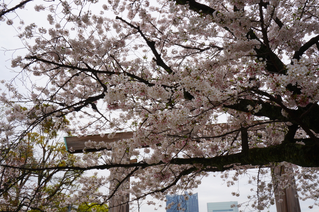 人生儀礼の晴れ舞台としても重宝される『伊勢山皇大神宮』桜が門出を祝ってくれそうです