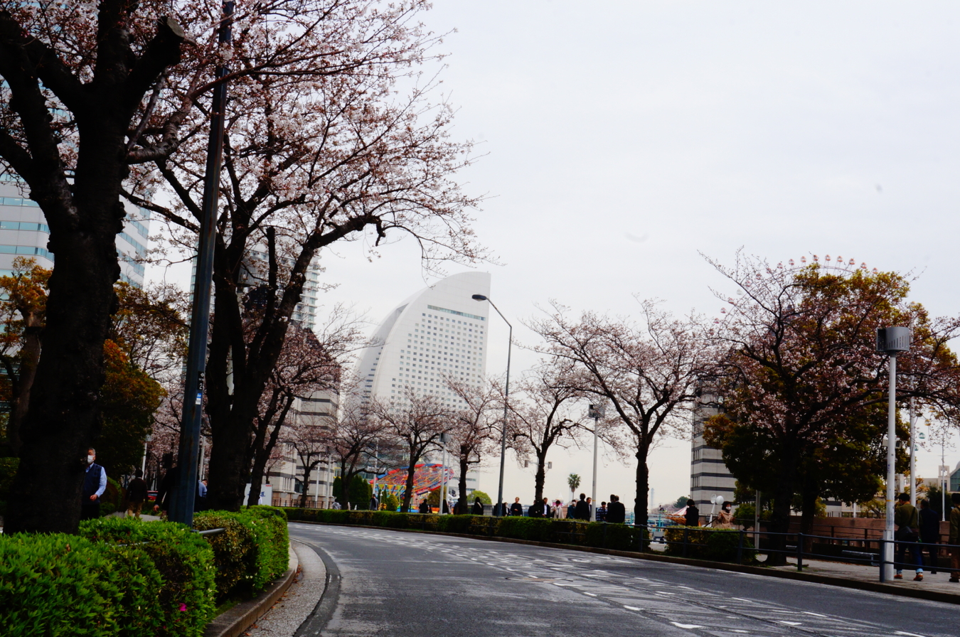 『横浜ランドマークタワーと桜』が一緒に撮れる