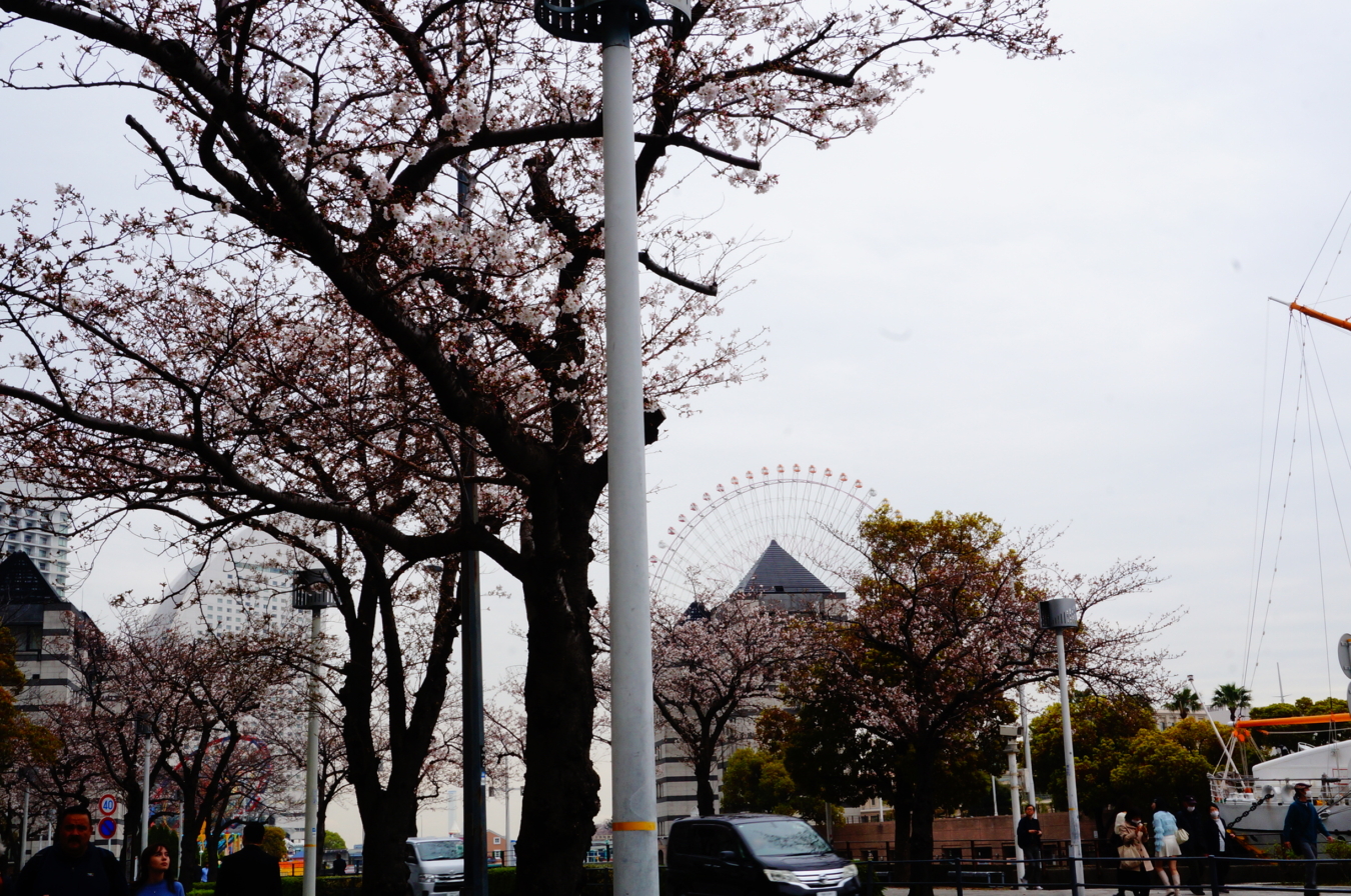 『横浜ランドマークタワーと桜』が一緒に撮れる