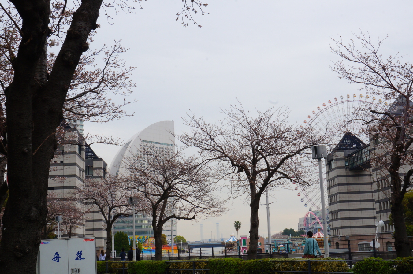 『横浜ランドマークタワーと桜』が一緒に撮れる