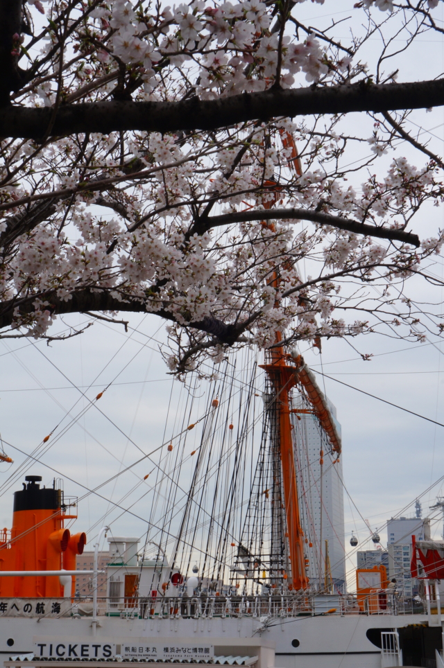 『横浜ランドマークタワーと桜』が一緒に撮れる