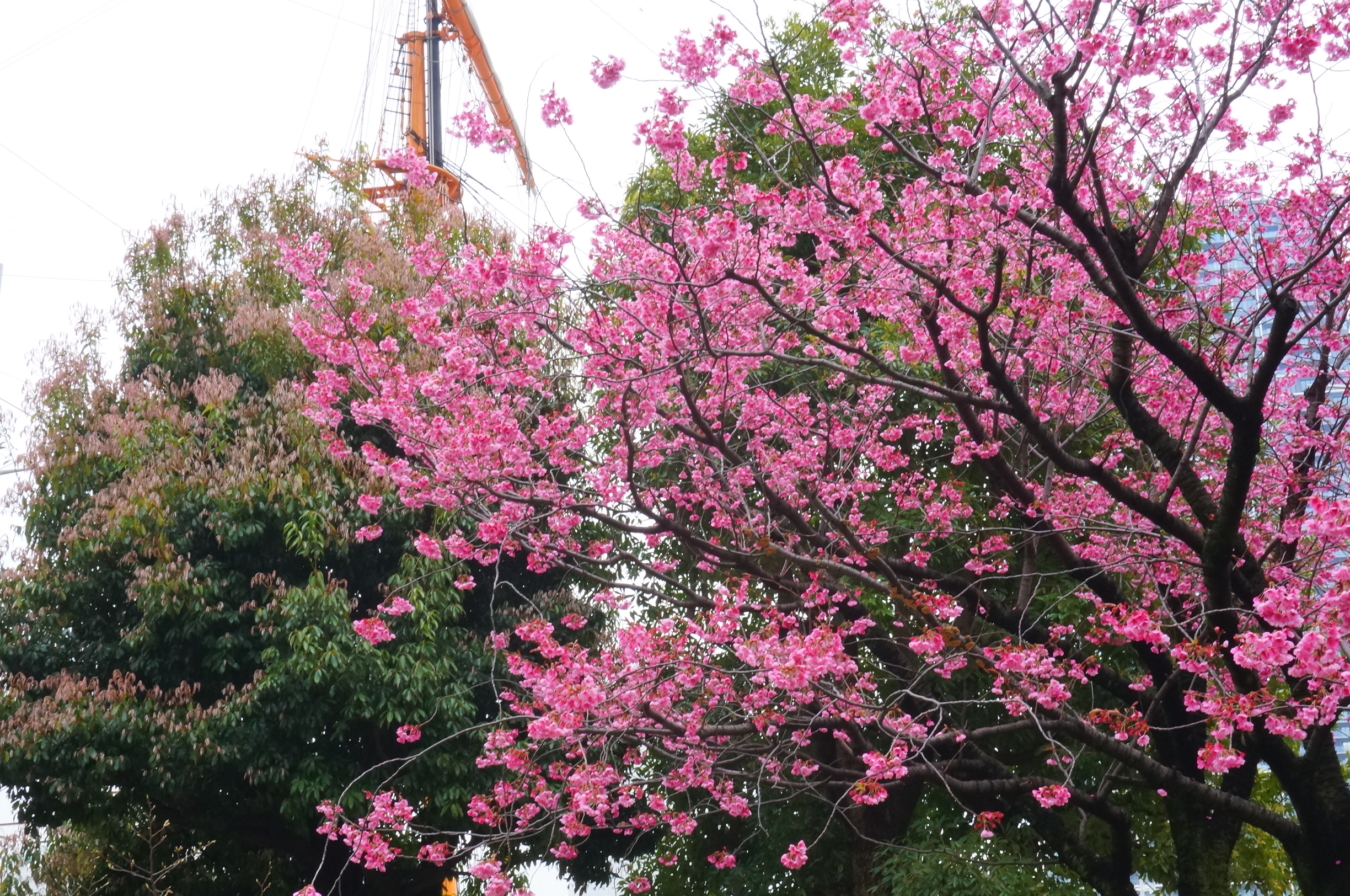 『横浜ランドマークタワーと桜』が一緒に撮れる