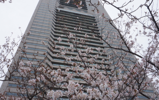 『横浜ランドマークタワーと桜』が一緒に撮れる