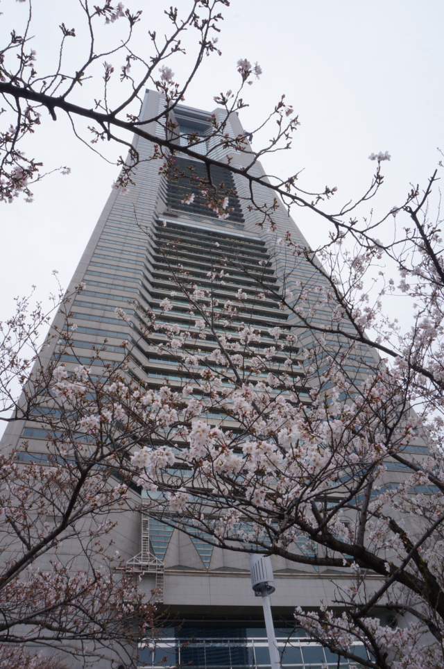 『横浜ランドマークタワーと桜』が一緒に撮れる