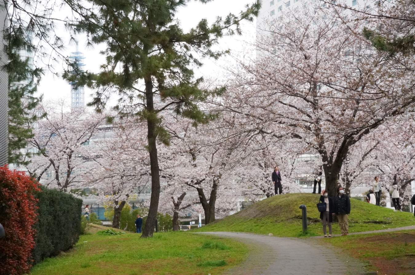 みなとみらいで桜と海を眺めながら『桜と海とBBQ』