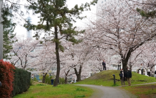 みなとみらいで桜と海を眺めながら『桜と海とBBQ』