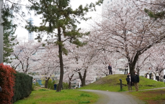 みなとみらいで桜と海を眺めながら『桜と海とBBQ』