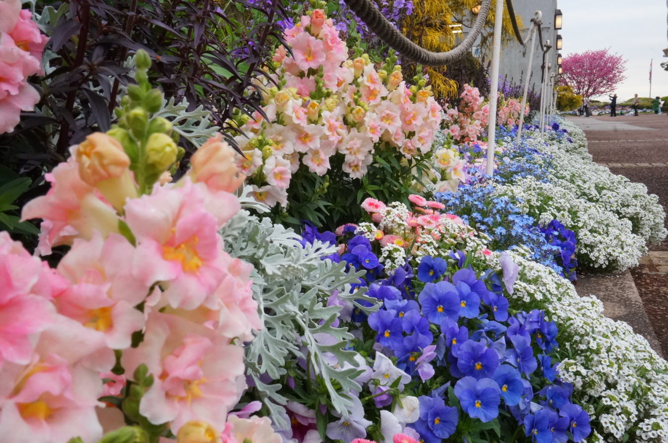 絶景と桜が鮮やか『港がみえる丘公園』