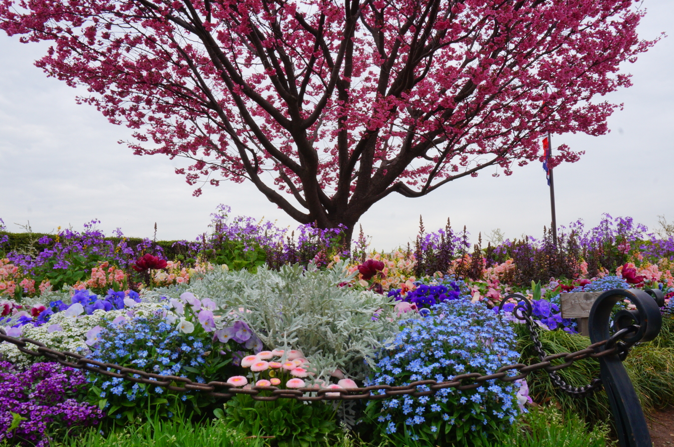 絶景と桜が鮮やか『港がみえる丘公園』