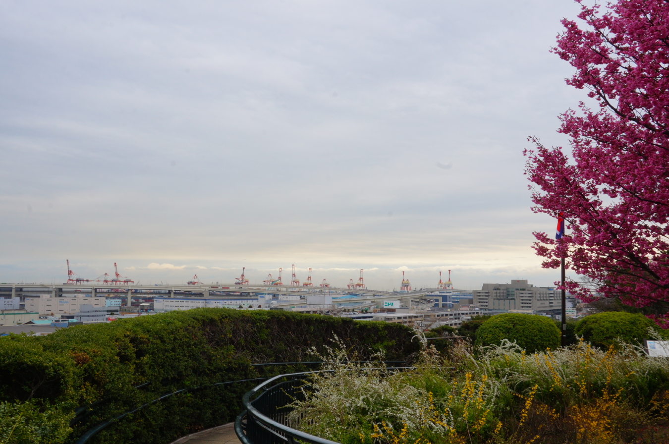 絶景と桜が鮮やか『港がみえる丘公園』