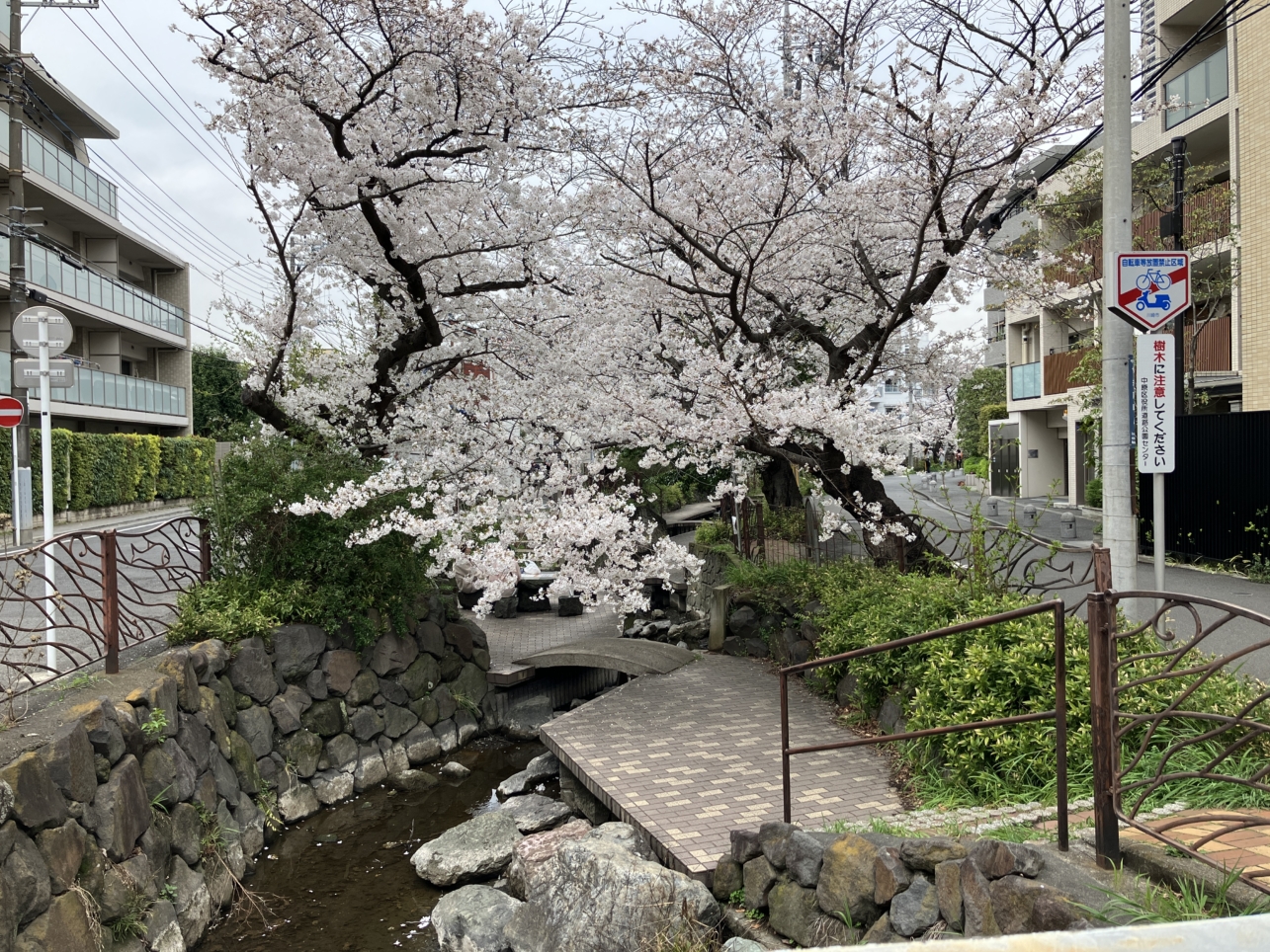 満開の桜🌸（住吉橋）