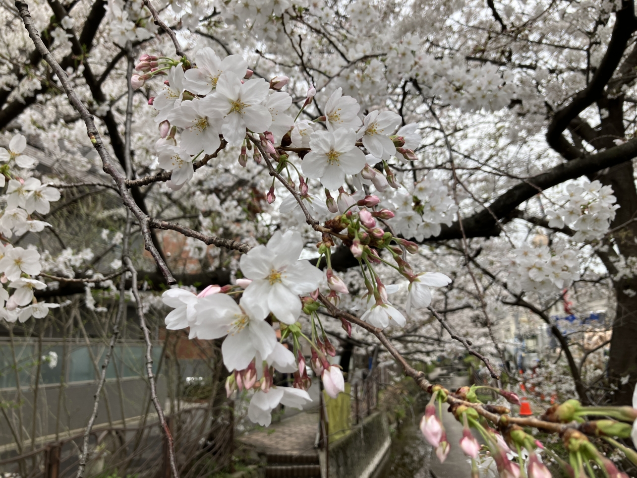 満開の桜🌸（住吉橋）