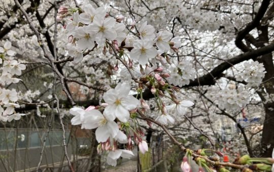 満開の桜🌸（住吉橋）