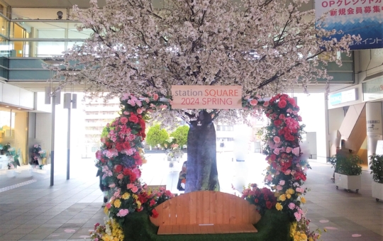相模大野に春が訪れました🌸