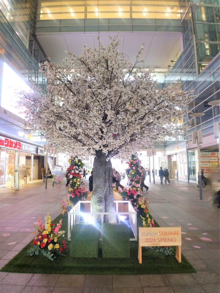 相模大野に春が訪れました🌸