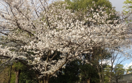 桜や緑あふれる公園　【相模大野中央公園】